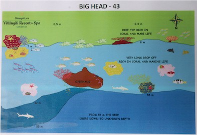 Big Head